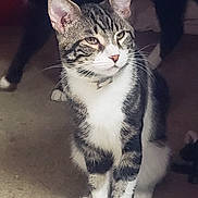 Sebastion joined the competition — help win amazing prizes! cat, tabby, pet, animal, feline, whiskers, ears, paws, fur, carpet, indoor, collar, domestic, striped, sitting, cute, mammal, closeup, portrait, alert