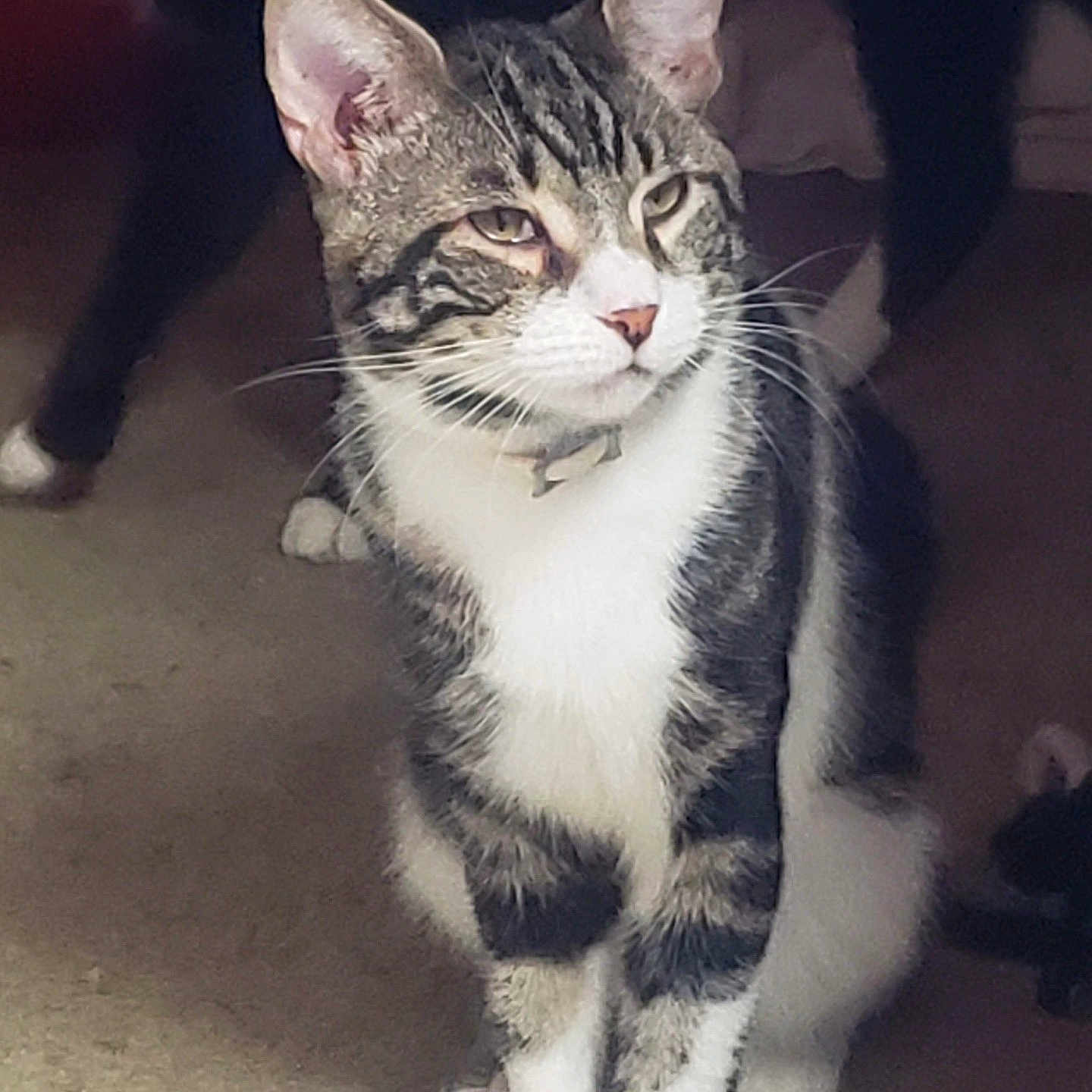 Sebastion joined the competition — help win amazing prizes! alert, animal, carpet, cat, closeup, collar, cute, domestic, ears, feline, fur, indoor, mammal, paws, pet, portrait, sitting, striped, tabby, whiskers