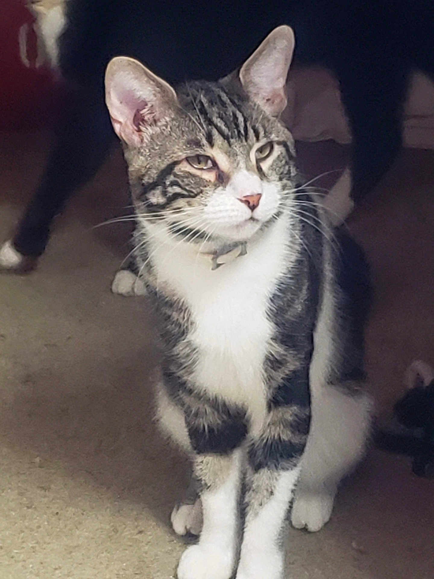 Sebastion joined the competition — help win amazing prizes! cat, tabby, pet, animal, feline, whiskers, ears, paws, fur, carpet, indoor, collar, domestic, striped, sitting, cute, mammal, closeup, portrait, alert