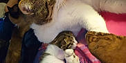 Toby is registered to the contest to win money with this photo: cat, kitten, animal, pet, cuddle, feline, fur, white, brown, tabby, sleeping, resting, blanket, closeup, indoor, cozy, companion, cute, mammal, domestic