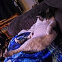 Toby joined the competition — help win amazing prizes! cat, indoor, couch, blanket, relaxed, sleepy, feline, pet, fur, white, gray, cozy, resting, home, animal, soft, comfort, living_room, cute, lazy