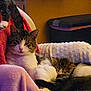 Toby is registered to the contest to win money with this photo: cat, tabby_cat, white_cat, sleeping, snuggling, blanket, chair, indoor, cozy, feline, pet, resting, fur, animal, cute, relaxed, domestic_cat, soft, warm_lighting, companion