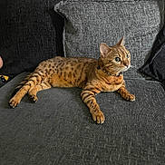 Malin is registered to the contest to win money with this photo: alert, animal, bengal_cat, cat, collar, couch, cushion, domestic_cat, feline, fur_pattern, green_eyes, home, indoor, living_room, paw, pet, relaxed, resting, spotted_fur, whiskers