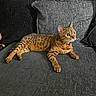 alert, animal, bengal_cat, cat, collar, couch, cushion, domestic_cat, feline, fur_pattern, green_eyes, home, indoor, living_room, paw, pet, relaxed, resting, spotted_fur, whiskers