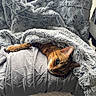 Malin is registered to the contest to win money with this photo: animal, bengal_cat, blanket, cat, chair, comfort, cozy, curious, cute, domestic, fur, furniture, indoor, pet, relaxed, resting, sleepy, snuggled, soft_texture, warm