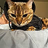 Malin joined the competition — help win amazing prizes! animal, bed, bengal_cat, black_hood, blanket, cat, close-up, cute, domestic_animal, ears, feline, focused, fur, indoor, looking, pet, portrait, sleeping_area, soft_texture, whiskers
