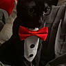 Panther joined the competition — help win amazing prizes! cat, black_cat, bow_tie, tuxedo, pet, animal, feline, indoor, cozy, blanket, cute, portrait, sitting, fur, whiskers, domestic_animal, red_bow_tie, soft_lighting, close_up, adorable
