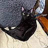 black_cat, cat, green_eyes, fluffy_pillow, cushion, blanket, indoor, pet, relaxed, feline, wooden_chair, cozy, fur, animal, resting, looking_at_camera, home_interior, domestic_cat, sitting, comfortable
