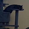 Panther joined the competition — help win amazing prizes! cat, black_cat, cat_tree, indoor, pet, animal, feline, resting, lounging, furniture, living_room, television, blue_light, wall, gray, cozy, domestic, home, relaxed, cute