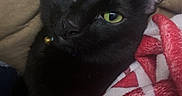 Panther joined the competition — help win amazing prizes! animal, black_cat, blanket, close_up, companion, cozy, cushion, cute, domestic_cat, ears, feline, green_eyes, indoor, looking_up, pet, red_blanket, relaxed, resting, soft_texture, whiskers