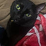 black_cat, green_eyes, pet, cozy, blanket, red_blanket, indoor, feline, animal, cute, soft_texture, cushion, resting, looking_up, whiskers, ears, domestic_cat, close_up, companion, relaxed