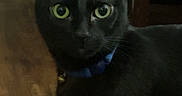Panther joined the competition — help win amazing prizes! black_cat, cat, pet, animal, green_eyes, collar, indoor, wooden_floor, curious, feline, domestic_cat, looking, standing, ears_up, whiskers, household, mammal, close_up, portrait, alert