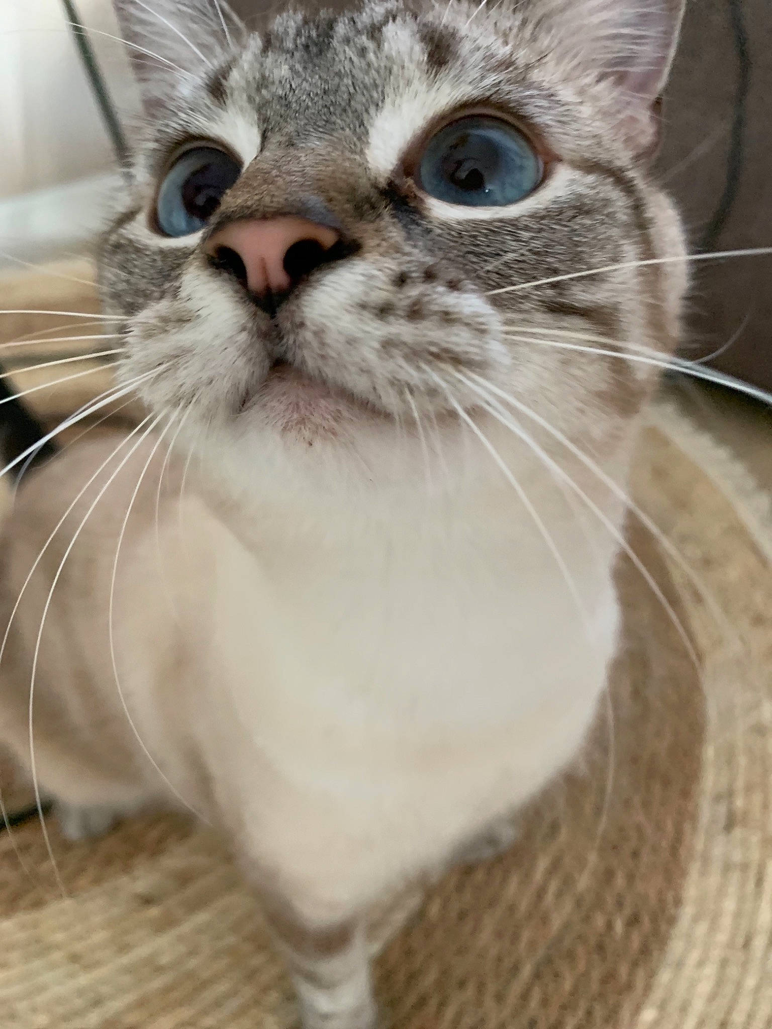 Plume a rejoint le concours — aidez-le/la à gagner de superbes lots ! carnivore, cat, claw, close_up, collar, domestic_short_haired_cat, felidae, fur, iris, paw, pet_supply, photo_caption, photography, small_to_medium_sized_cats, snout, terrestrial_animal, whiskers, window