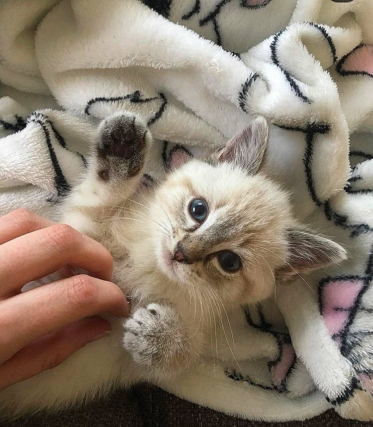 Plume a rejoint le concours — aidez-le/la à gagner de superbes lots ! balinese, birman, carnivore, cat, claw, comfort, domestic_short_haired_cat, eyelash, fawn, felidae, fur, nail, pattern, paw, siamese, small_to_medium_sized_cats, snout, tail, thai, whiskers