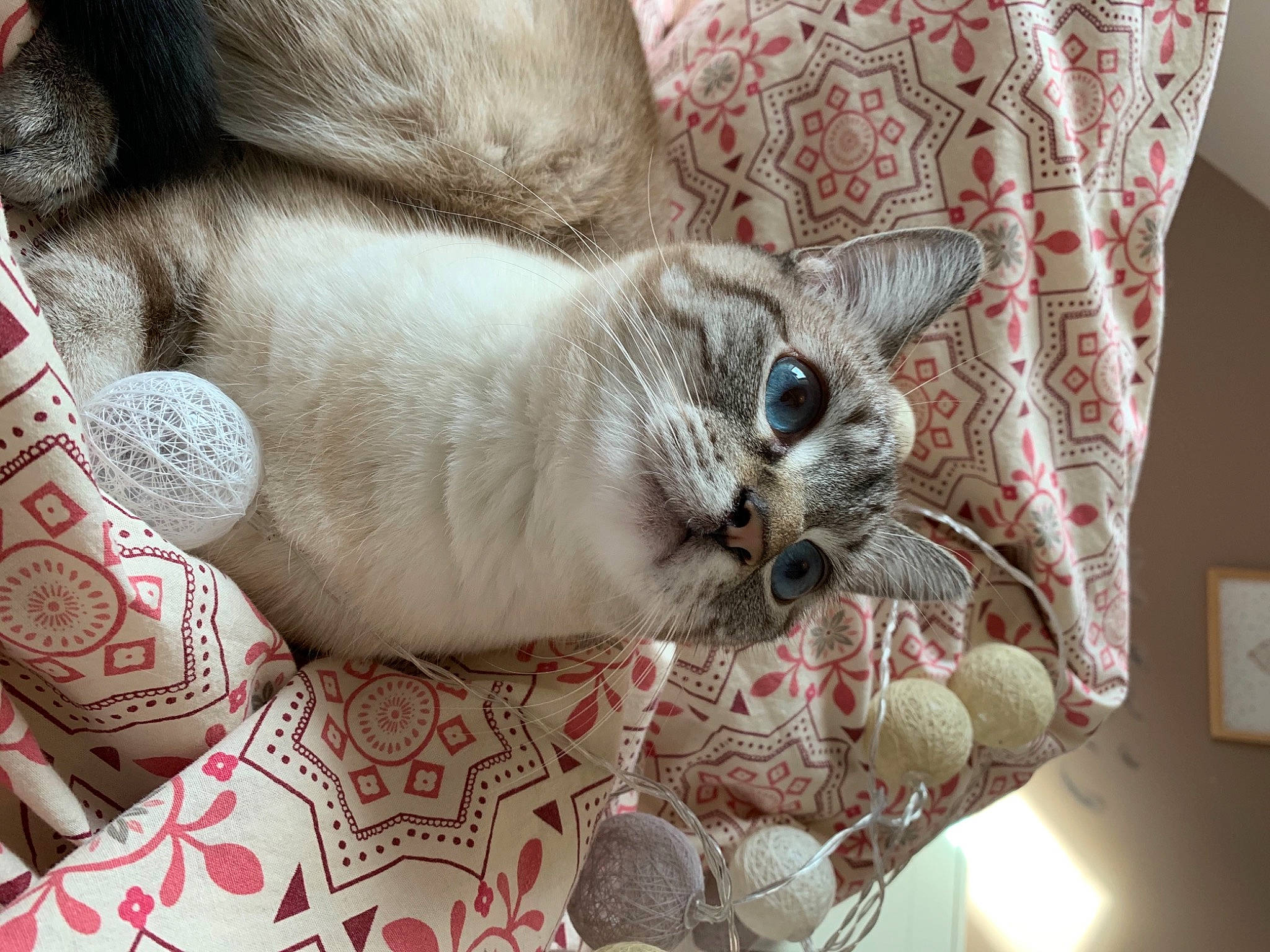 Plume participe au concours pour gagner de l'argent avec cette photo : bedding, carnivore, cat, cat_supply, chair, comfort, couch, creative_arts, domestic_short_haired_cat, fawn, felidae, fur, grey, linens, pattern, room, siamese, small_to_medium_sized_cats, wall_plate, whiskers