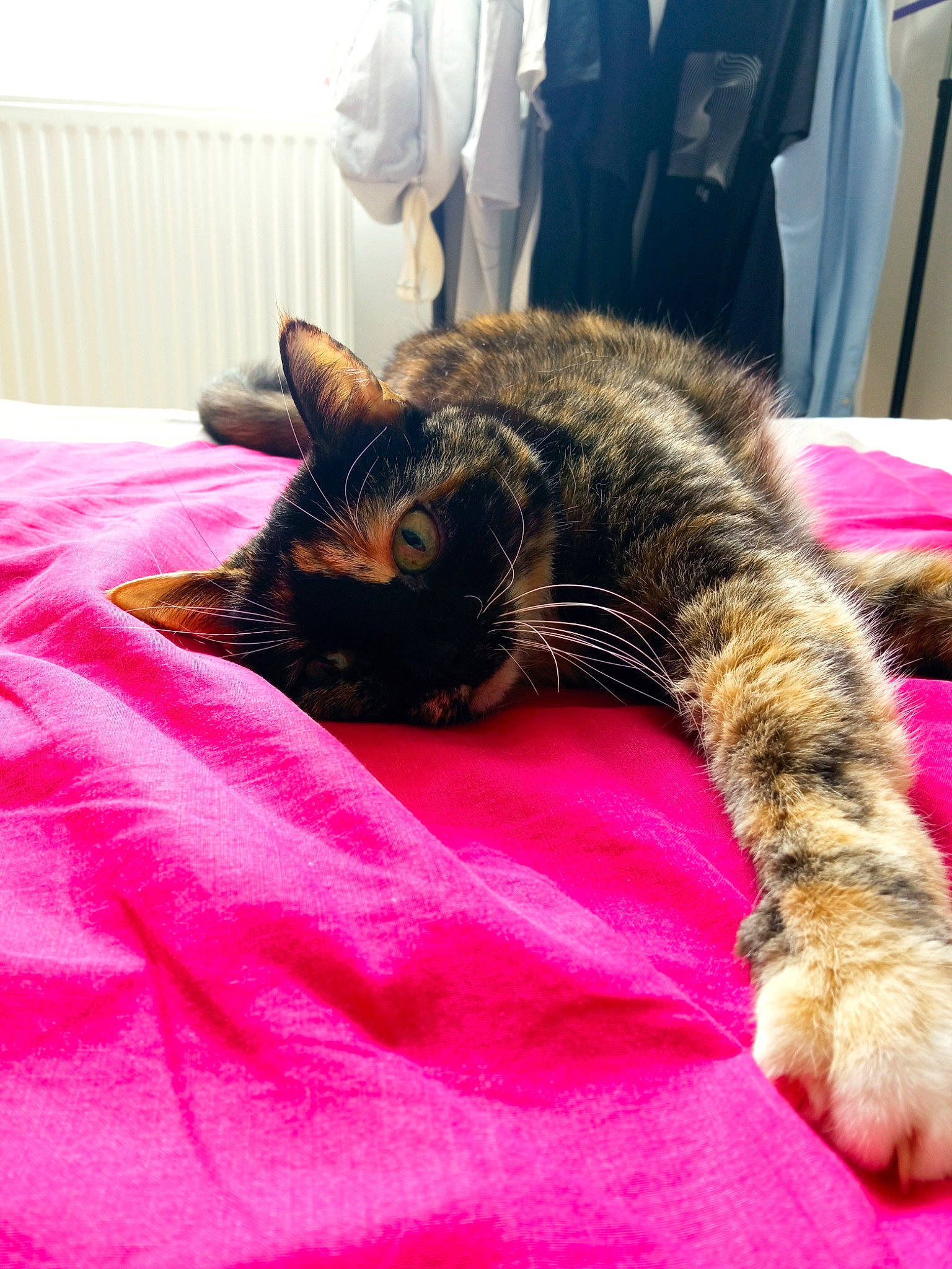 Zénobie a rejoint le concours — aidez-le/la à gagner de superbes lots ! bed, bedding, canidae, carnivore, cat, claw, comfort, curtain, domestic_short_haired_cat, felidae, fur, linens, magenta, nap, room, small_to_medium_sized_cats, snout, tail, vertebrate, whiskers