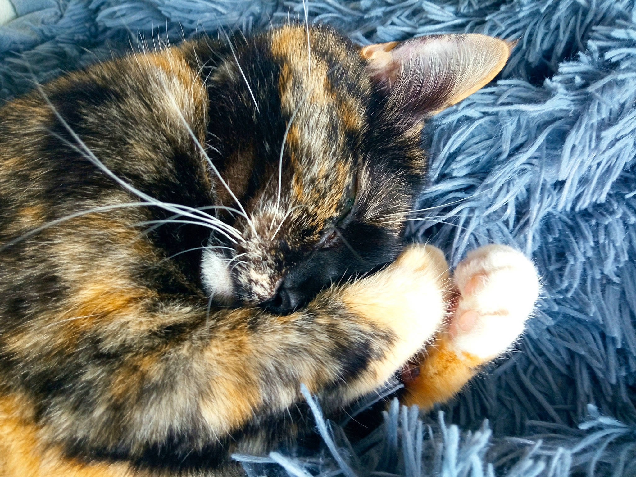 Zénobie a rejoint le concours — aidez-le/la à gagner de superbes lots ! carnivore, cat, claw, comfort, domestic_short_haired_cat, ear, electric_blue, felidae, fur, grass, nap, paw, sleep, small_to_medium_sized_cats, snout, tail, terrestrial_animal, tree, whiskers