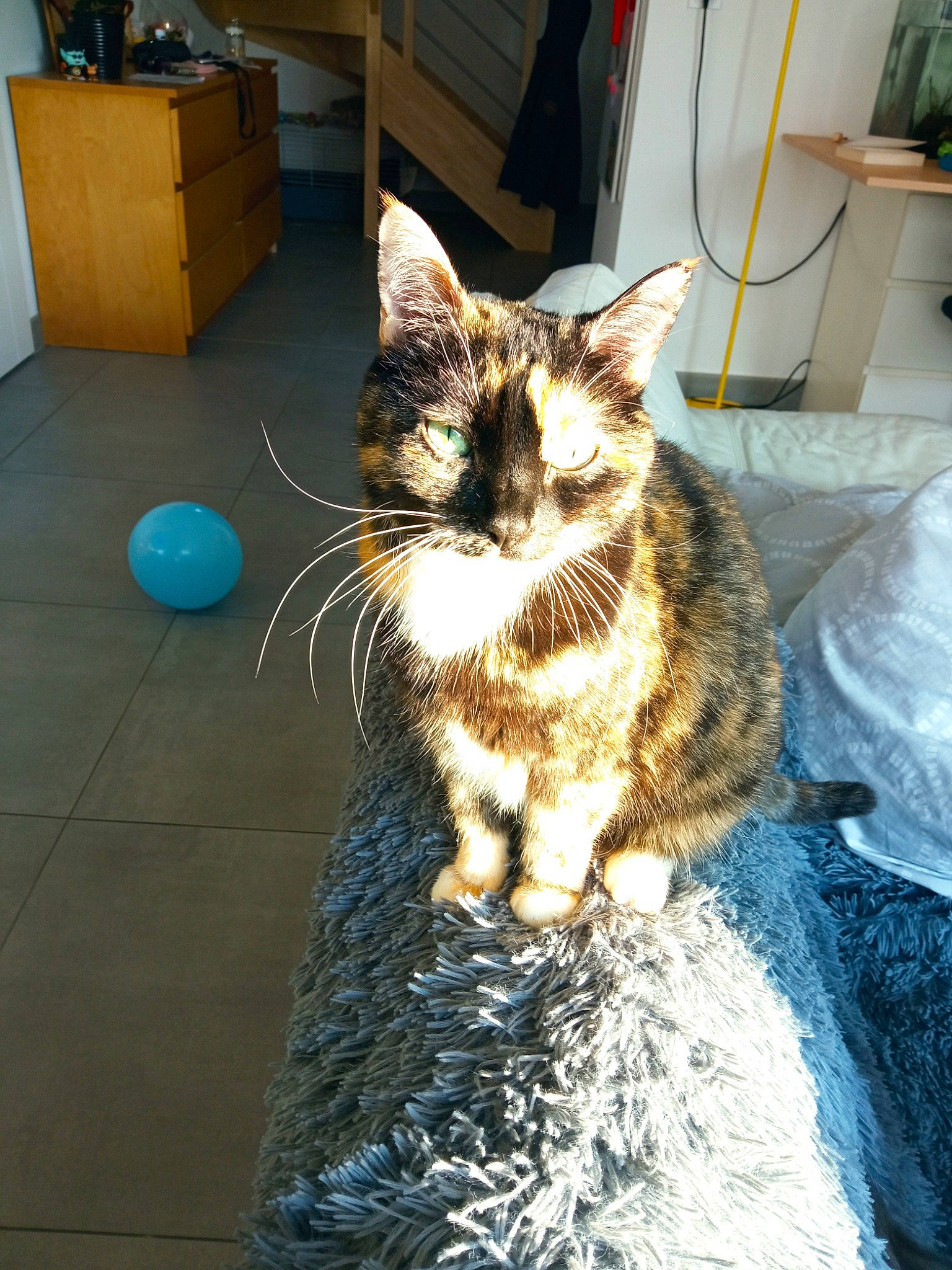 Zénobie participe au concours pour gagner de l'argent avec cette photo : box, cabinetry, carnivore, cat, claw, domestic_short_haired_cat, door, felidae, floor, flooring, fur, houseplant, paw, sitting, small_to_medium_sized_cats, snout, tail, whiskers, window, wood