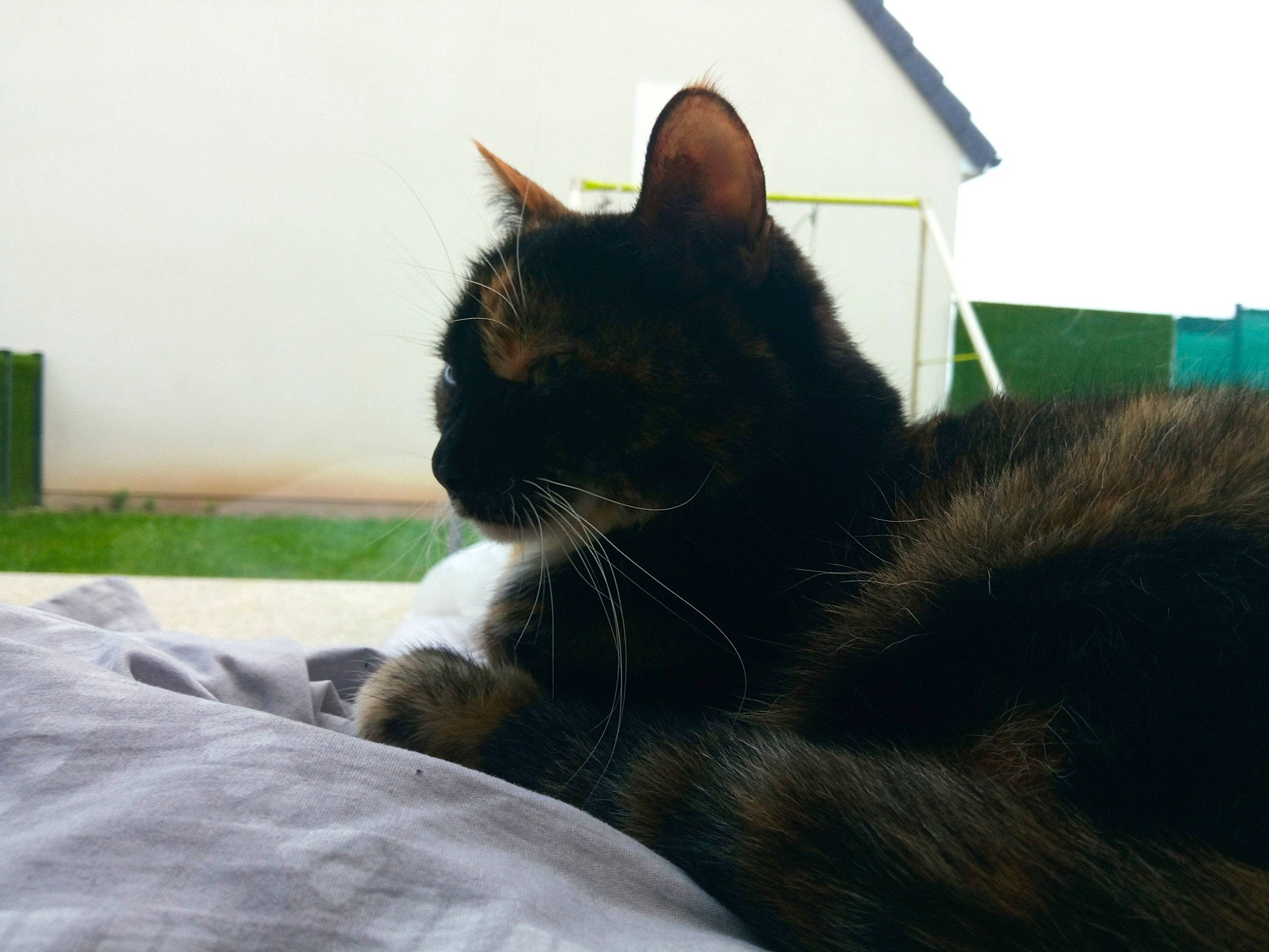 Zénobie participe au concours pour gagner de l'argent avec cette photo : black_cat, bombay, carnivore, cat, comfort, domestic_short_haired_cat, felidae, fur, grass, paw, roof, shade, sitting, sky, small_to_medium_sized_cats, tail, tints_and_shades, whiskers, window