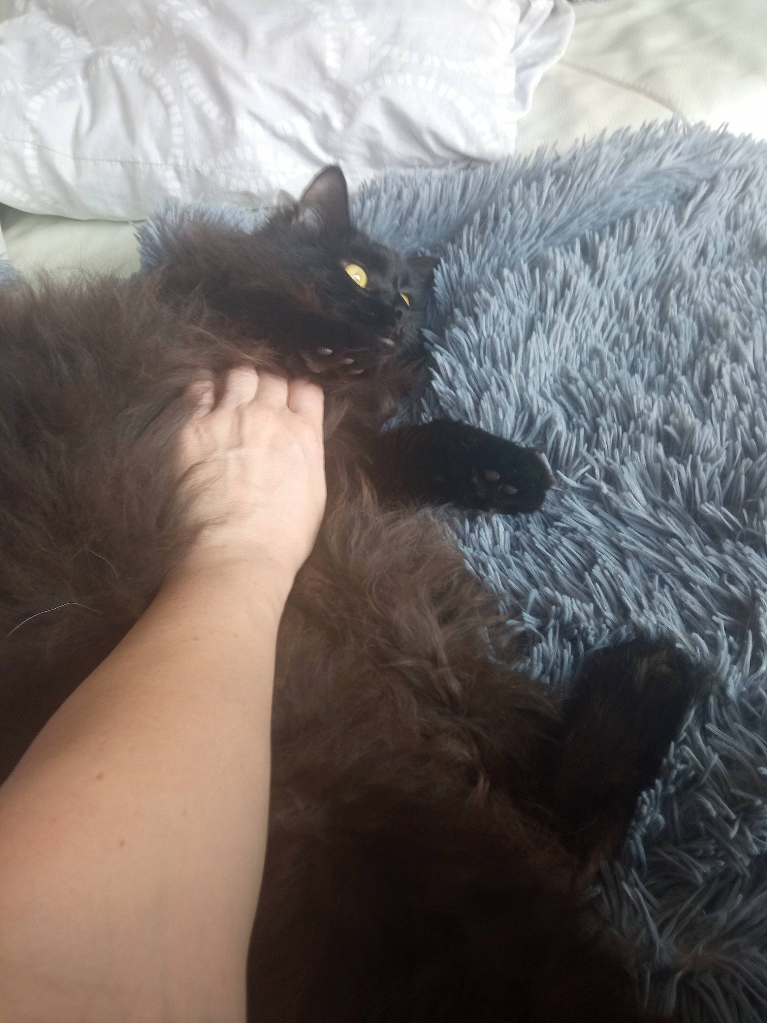 Noctis a rejoint le concours — aidez-le/la à gagner de superbes lots ! black_cat, carnivore, cat, claw, comfort, domestic_short_haired_cat, felidae, finger, fur, gesture, grey, human_leg, linens, mammal, nap, paw, small_to_medium_sized_cats, tail, thigh, whiskers