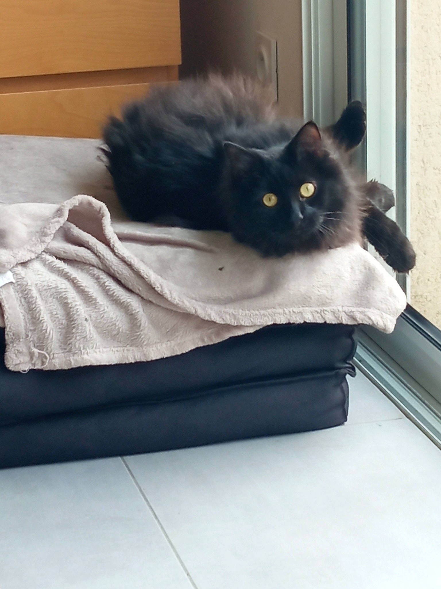 Noctis participe au concours pour gagner de l'argent avec cette photo : bed, black_cat, bombay, carnivore, cat, cat_bed, cat_supply, comfort, domestic_short_haired_cat, felidae, fur, grey, hardwood, sitting, small_to_medium_sized_cats, snout, tail, whiskers, window, wood