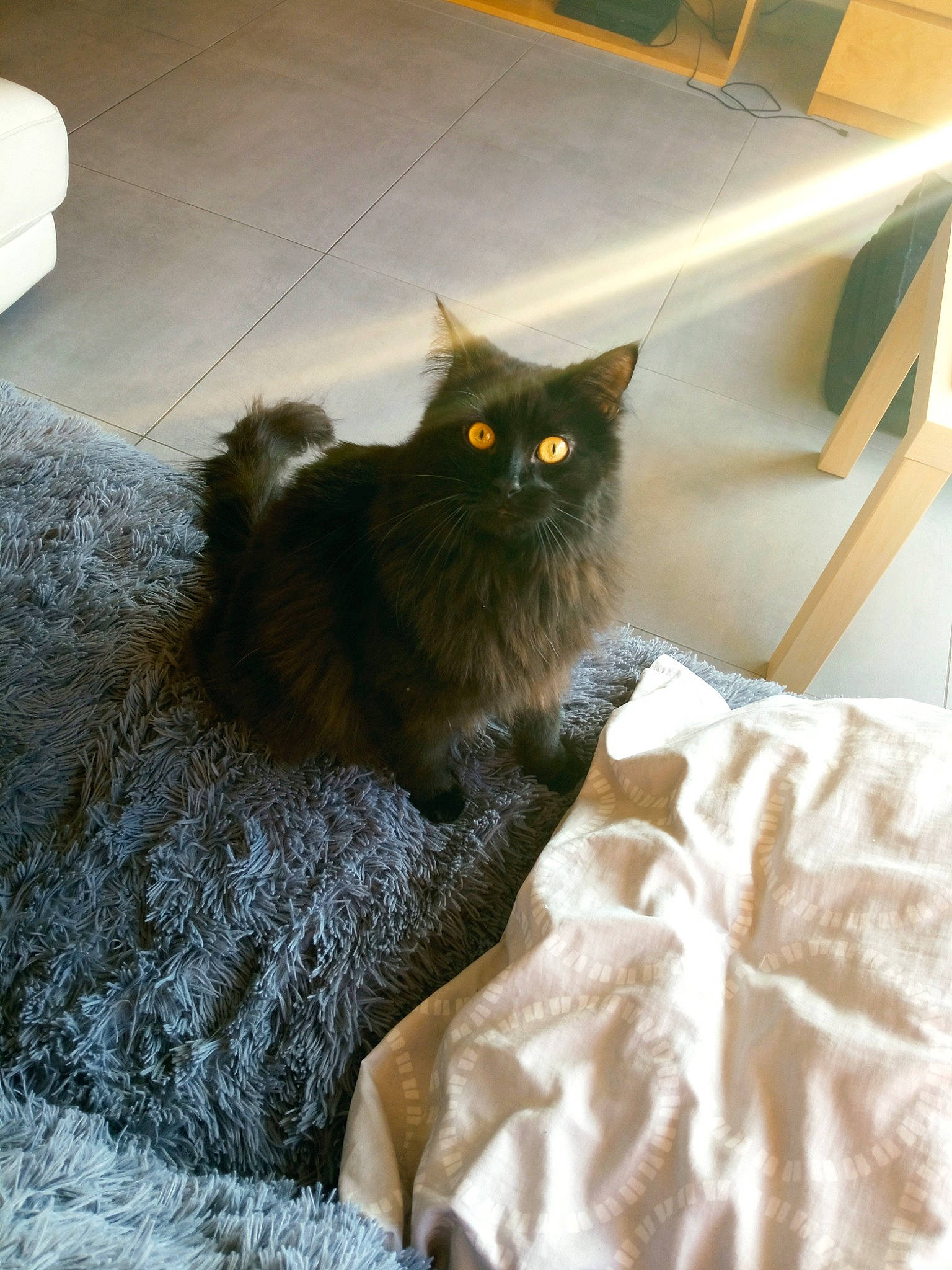 Noctis participe au concours pour gagner de l'argent avec cette photo : british_longhair, carnivore, cat, comfort, domestic_short_haired_cat, fawn, felidae, flooring, fur, grey, hardwood, pattern, road_surface, sitting, small_to_medium_sized_cats, tail, terrestrial_animal, textile, whiskers, wood