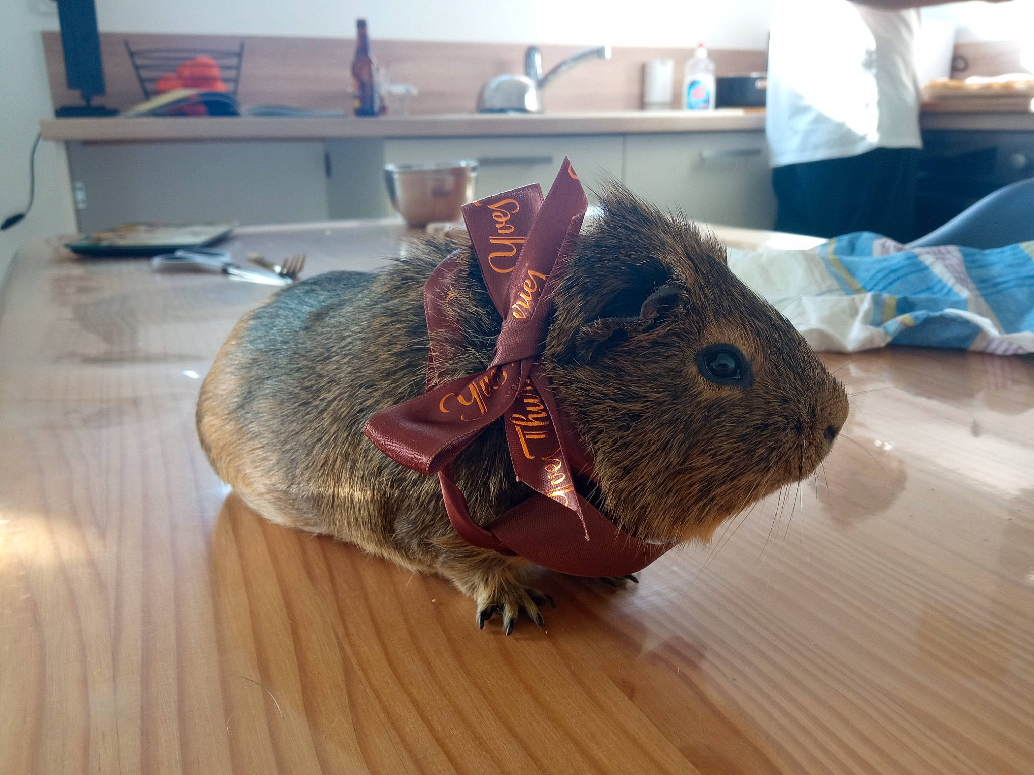 Kawa participe au concours pour gagner de l'argent avec cette photo : art, cabinetry, countertop, fashion_accessory, flooring, hardwood, iguania, kitchen, lizard, metal, reptile, room, scaled_reptile, shelving, sink, terrestrial_animal, wood, wood_flooring, wood_stain, wool