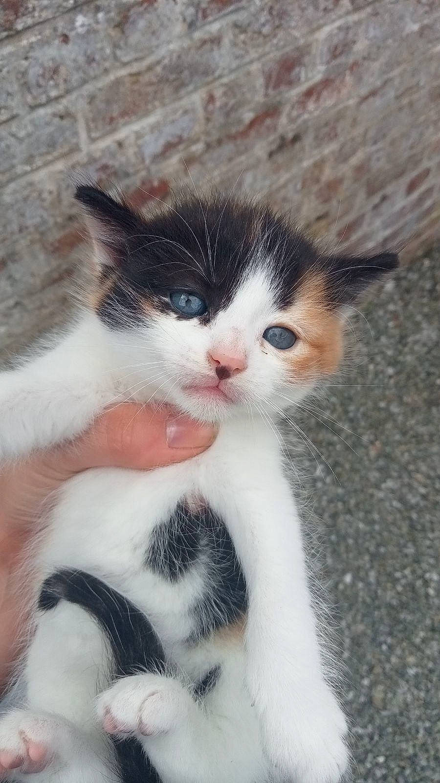 Mina participe au concours pour gagner de l'argent avec cette photo : carnivore, cat, claw, comfort, domestic_short_haired_cat, eye, felidae, foot, fur, leg, paw, sitting, small_to_medium_sized_cats, snout, tail, terrestrial_animal, whiskers