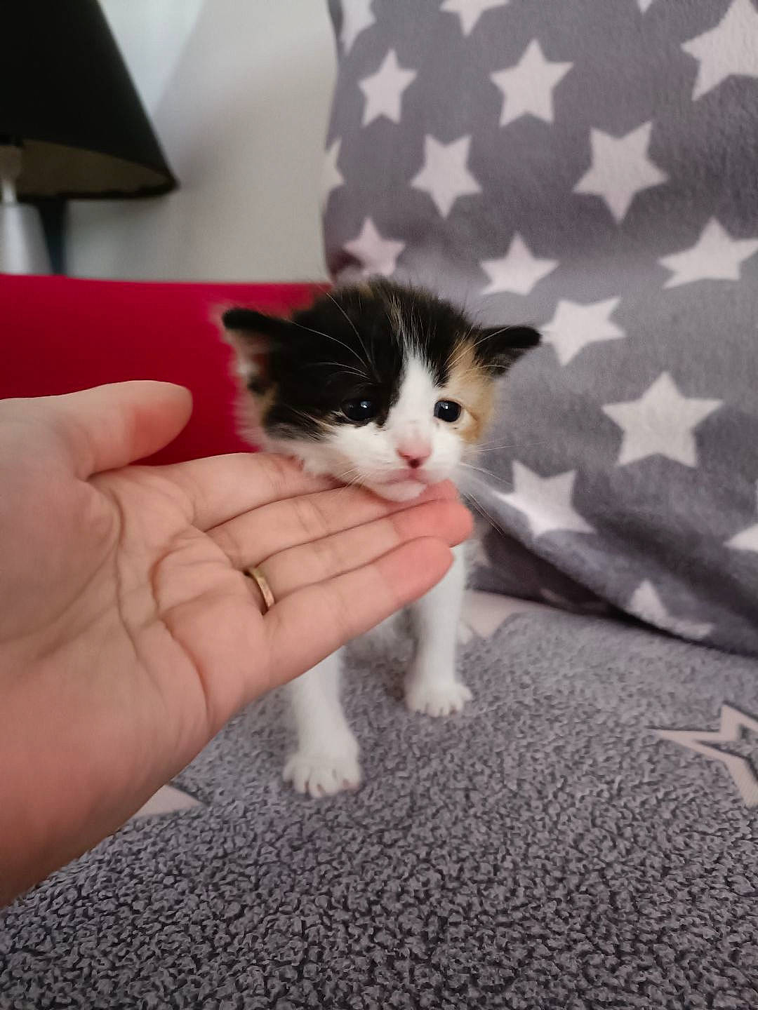 Mina a rejoint le concours — aidez-le/la à gagner de superbes lots ! carnivore, cat, claw, comfort, domestic_short_haired_cat, eye, felidae, finger, flooring, fur, gesture, hand, nail, paw, small_to_medium_sized_cats, snout, tail, thumb, whiskers, wood