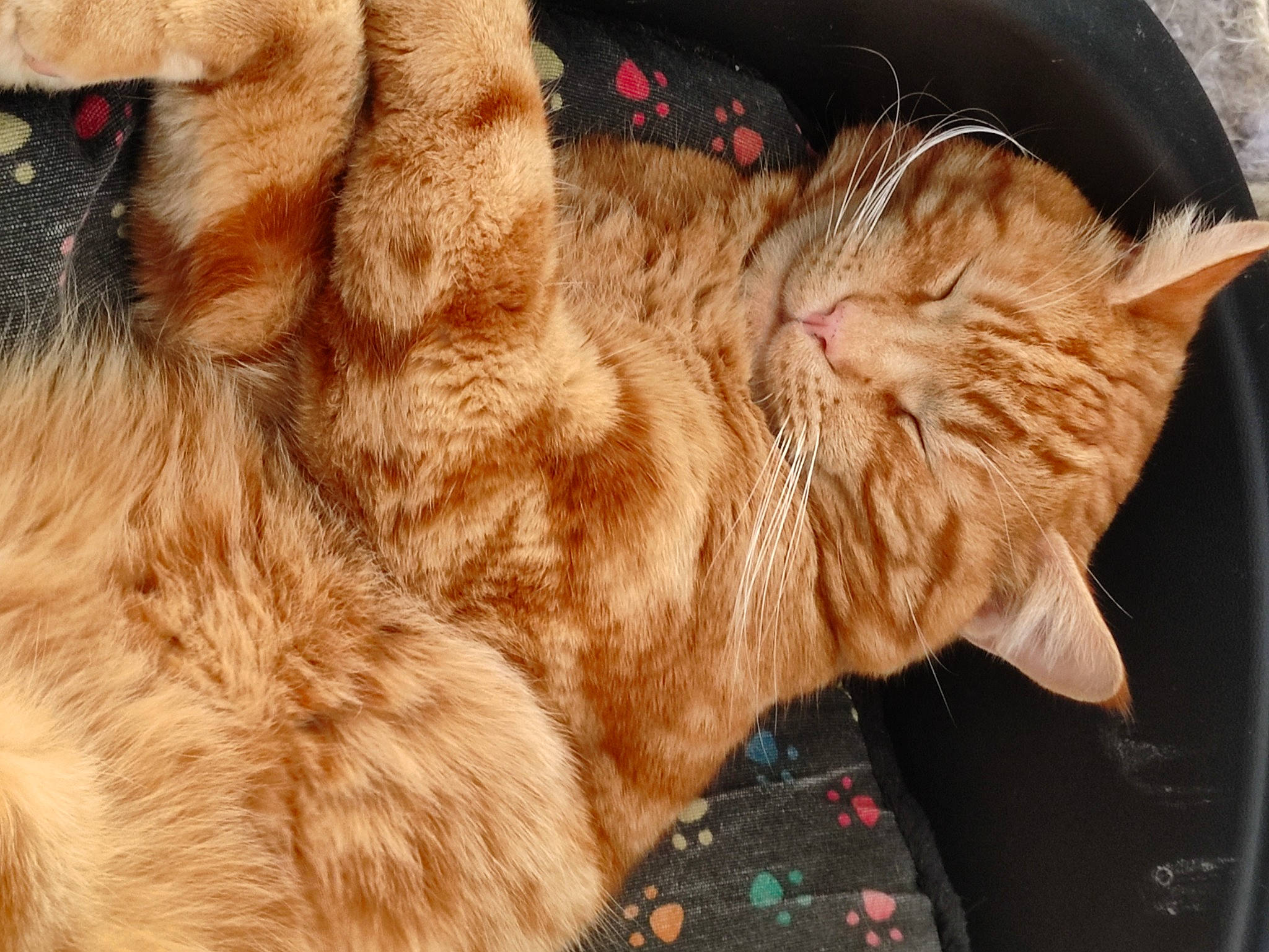 Mario a rejoint le concours — aidez-le/la à gagner de superbes lots ! canidae, carnivore, cat, claw, comfort, dog_breed, domestic_short_haired_cat, ear, eye, fawn, felidae, fur, fur_clothing, liver, paw, small_to_medium_sized_cats, snout, sporting_group, tail, whiskers