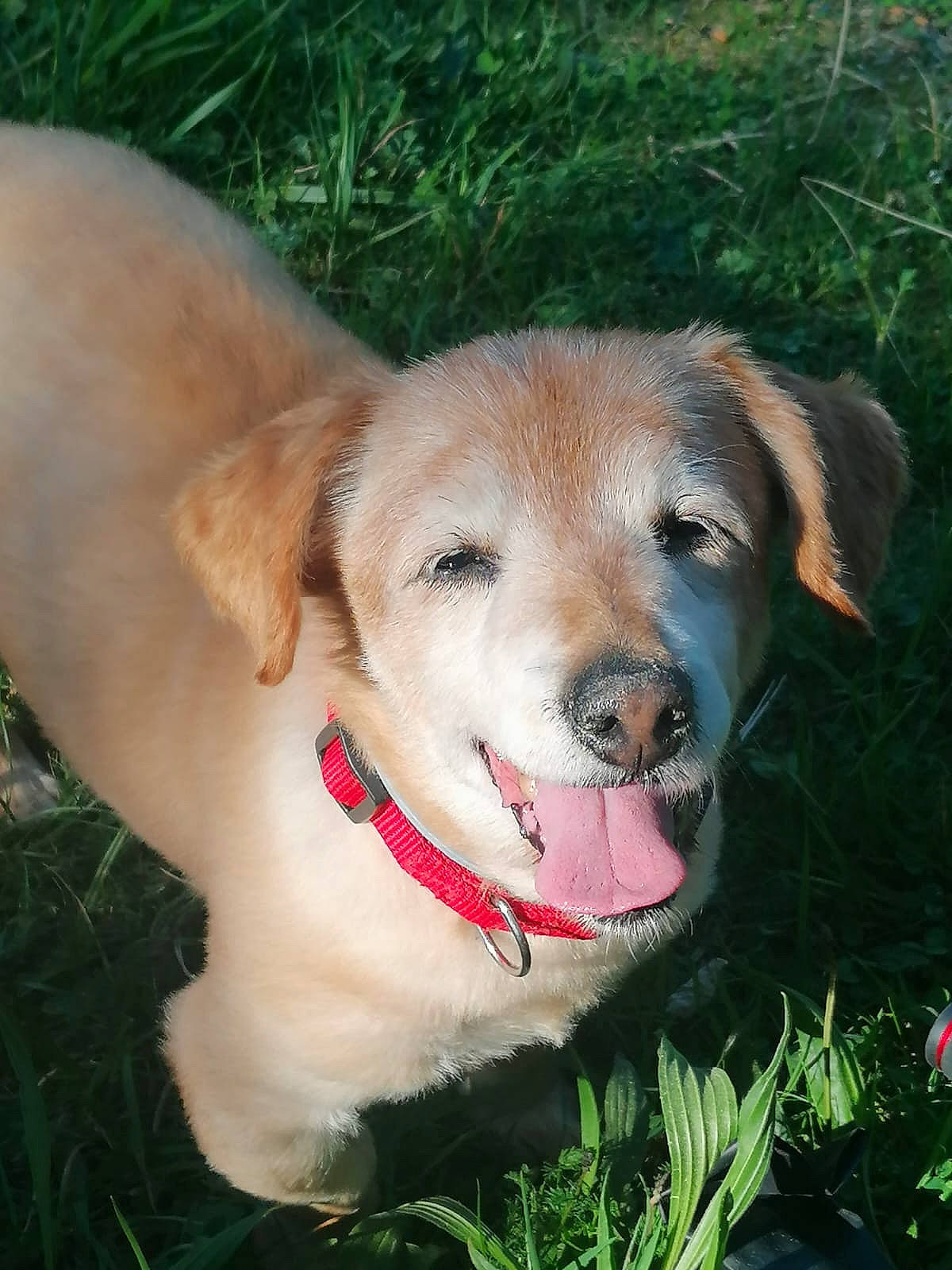Ulysse participe au concours pour gagner de l'argent avec cette photo : canidae, carnivore, chair, clock, collar, companion_dog, dog, dog_breed, dog_collar, fawn, fur, grass, paw, plant, snout, sporting_group, tail, terrestrial_animal, whiskers, working_dog
