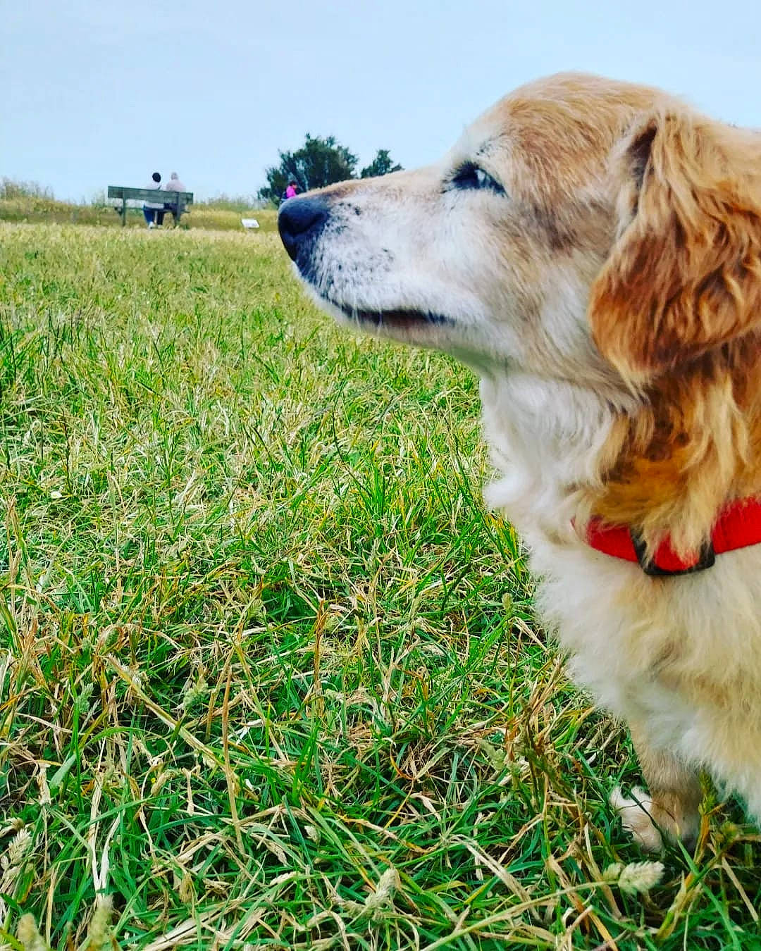 Ulysse participe au concours pour gagner de l'argent avec cette photo : canidae, carnivore, companion_dog, dog, dog_breed, fawn, fur, grass, grass_family, grassland, gun_dog, happy, pasture, people_in_nature, plant, prairie, sky, sporting_group, tree, working_dog