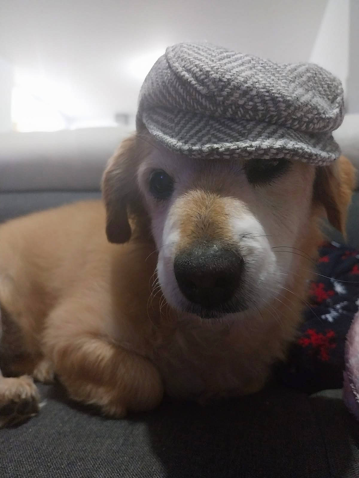 Ulysse a rejoint le concours — aidez-le/la à gagner de superbes lots ! cap, carnivore, comfort, companion_dog, dog, dog_breed, eyewear, fawn, fur, hat, knit_cap, nose, plush, selfie, snout, sporting_group, stuffed_toy, toy, whiskers, working_animal