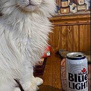 Moon is registered to the contest to win money with this photo: cat, white_cat, heterochromia, blue_eye, yellow_eye, fluffy_fur, sitting, wooden_table, beer_can, blue_light, rustic_decor, home_interior, domestic_cat, pet, feline, indoor, close_up, portrait, curious, animal