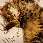 Chippy participe au concours pour gagner de l'argent avec cette photo : cats, tabby_cats, sleeping, cuddling, fluffy, fur, whiskers, pink_nose, closed_eyes, cozy, nap, pet, animal, kitten, blanket, bed, indoor, close_up, relaxed, adorable