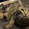 Milo participe au concours pour gagner de l'argent avec cette photo : cat, tabby, pet, animal, feline, striped_fur, green_eyes, whiskers, ears, face, portrait, lying_down, couch, sofa, indoors, home, close_up, relaxed, camera_gaze, funny_expression