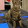 Milo a rejoint le concours — aidez-le/la à gagner de superbes lots ! cat, tabby, pet, animal, sitting, portrait, whiskers, ears, green_eyes, striped_fur, short_hair, indoors, bedroom, blanket, bed, wardrobe, clothing, furniture, blue_lighting, alert