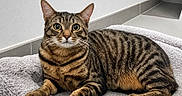 Milo participe au concours pour gagner de l'argent avec cette photo : cat, tabby_cat, pet, animal, feline, striped_fur, brown_fur, white_whiskers, green_eyes, alert, staring, lying_down, paws, fluffy_blanket, indoor, bathroom, tile, wall, portrait, cozy