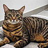 cat, tabby_cat, pet, animal, feline, striped_fur, brown_fur, white_whiskers, green_eyes, alert, staring, lying_down, paws, fluffy_blanket, indoor, bathroom, tile, wall, portrait, cozy
