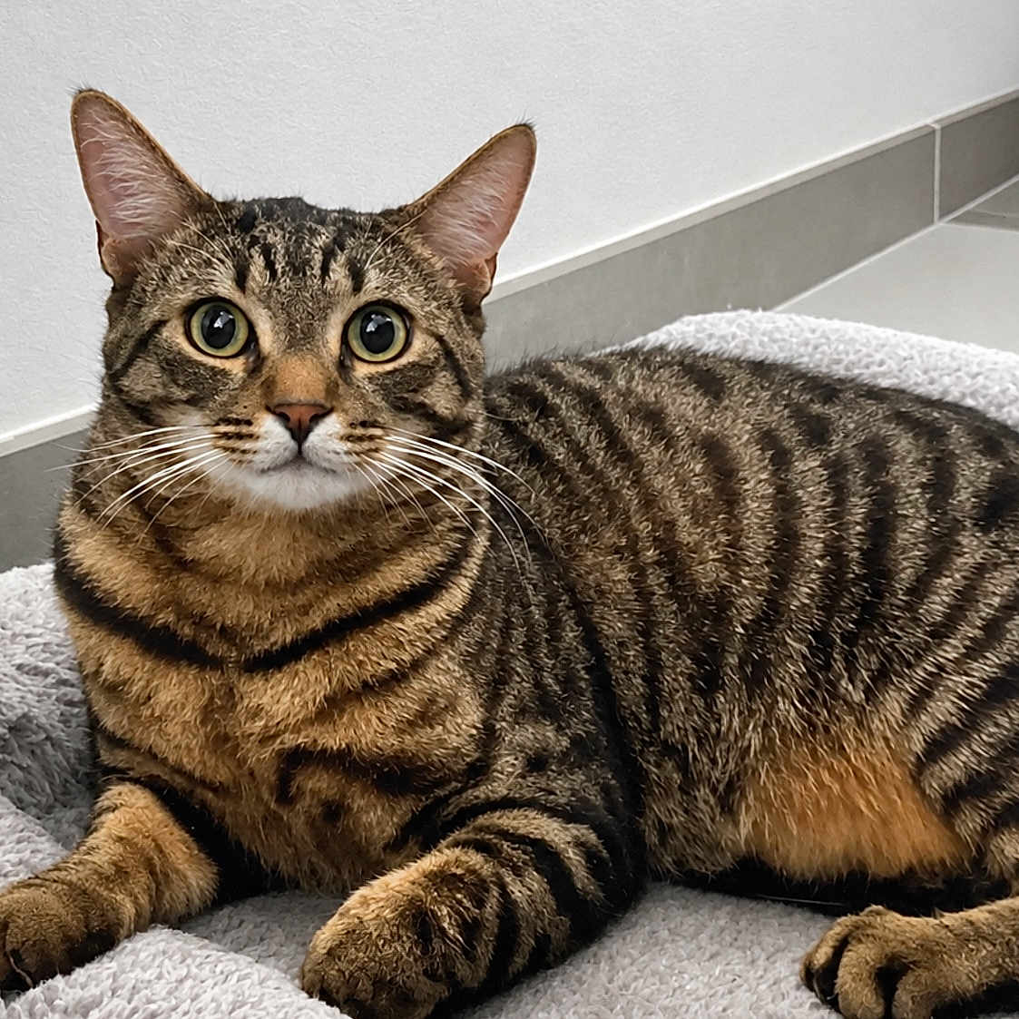 Milo