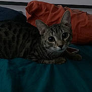Milo a rejoint le concours — aidez-le/la à gagner de superbes lots ! cat, tabby_cat, pet, animal, feline, whiskers, ears, eyes, lying_down, bed, bedspread, pillows, bedroom, indoors, cozy, portrait, dark_lighting, striped_fur, relaxed, smartphone
