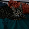 cat, tabby_cat, pet, animal, feline, whiskers, ears, eyes, lying_down, bed, bedspread, pillows, bedroom, indoors, cozy, portrait, dark_lighting, striped_fur, relaxed, smartphone