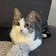 Choups a rejoint le concours — aidez-le/la à gagner de superbes lots ! cat, tabby, white, pet, feline, indoor, couch, furniture, fluffy, blanket, relaxed, animal, whiskers, ears, eyes, cute, domestic, resting, comfortable, cozy