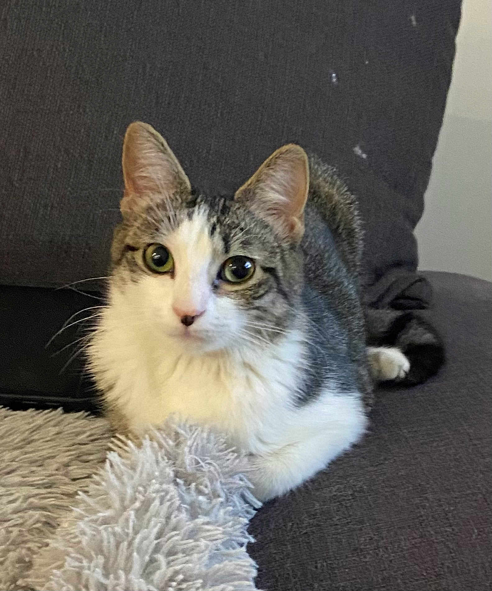 Choups a rejoint le concours — aidez-le/la à gagner de superbes lots ! cat, tabby, white, pet, feline, indoor, couch, furniture, fluffy, blanket, relaxed, animal, whiskers, ears, eyes, cute, domestic, resting, comfortable, cozy