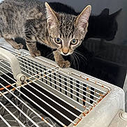 Chippie participe au concours pour gagner de l'argent avec cette photo : kitten, tabby, cat, pet, animal, curious, cage, rust, metal, whiskers, indoor, feline, claws, young, explorer, shadow, reflection, wide_eyes, close_up, paws