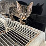 animal, cage, cat, claws, close_up, curious, explorer, feline, indoor, kitten, metal, paws, pet, reflection, rust, shadow, tabby, whiskers, wide_eyes, young