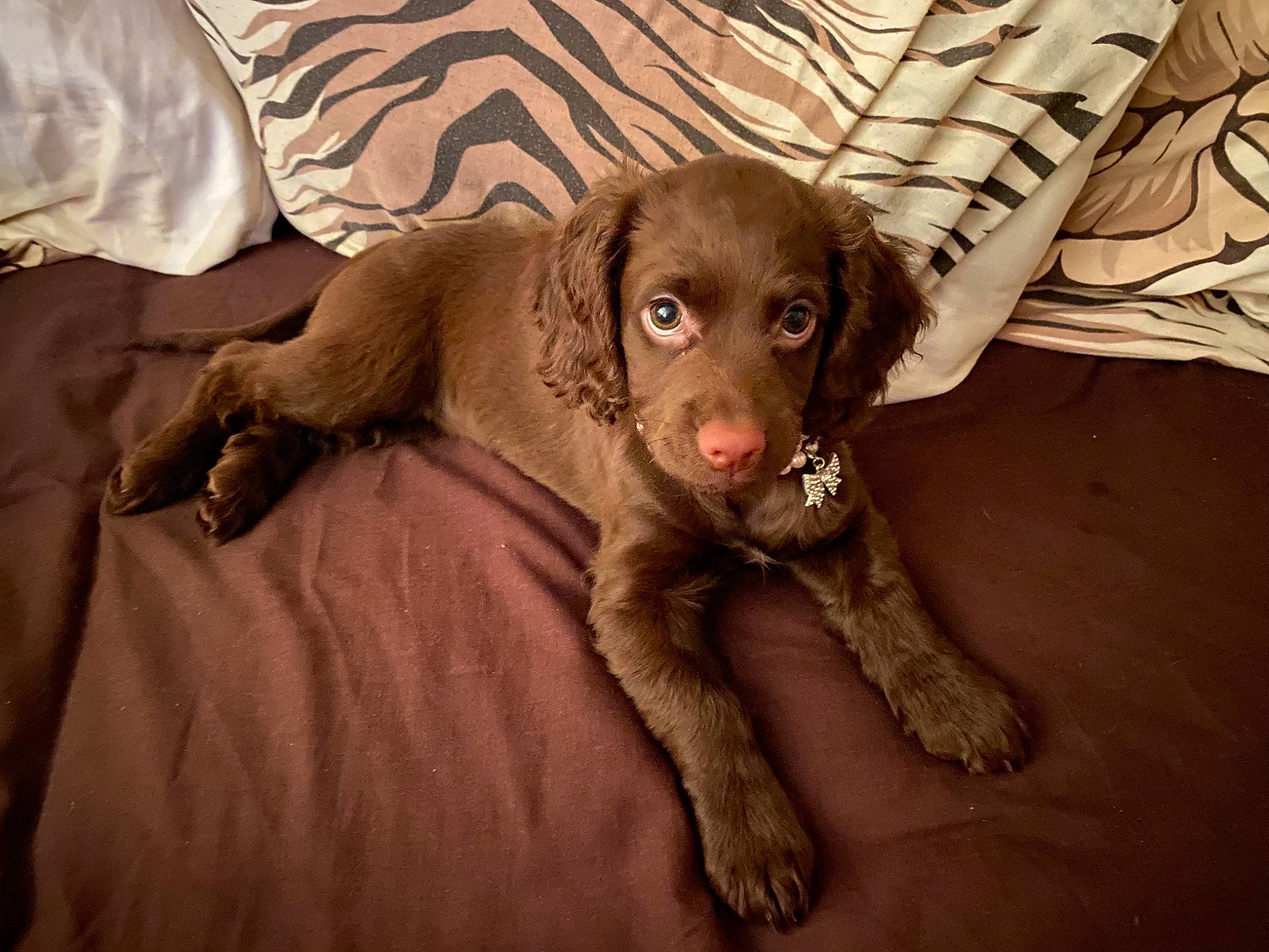 Evee is registered to the contest to win money with this photo: beige, brown, canidae, carnivore, comfort, companion_dog, dog, dog_breed, fawn, fur, gun_dog, linens, liver, snout, sporting_group, working_animal, working_dog