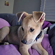 Drogo joined the competition — help win amazing prizes! dog, puppy, pet, animal, canine, tan_fur, short_hair, floppy_ears, blue_collar, lying_down, lounging, portrait, close_up, indoors, bedroom, blanket, purple_blanket, pillows, window_blinds, cozy