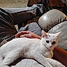 cat, kitten, white_fur, pet, animal, feline, sitting, lying_down, relaxed, indoors, couch, sofa, person, lap, hand, jeans, leather, cushion, close_up, portrait