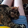 animal, carpet, cat, closeup, comfort, cozy, fur, furniture, indoor, lap, legs, person, pet, relaxation, resting, sleeping, striped_skirt, table, tortoiseshell_cat, yellow_top